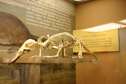 a complete skeleton