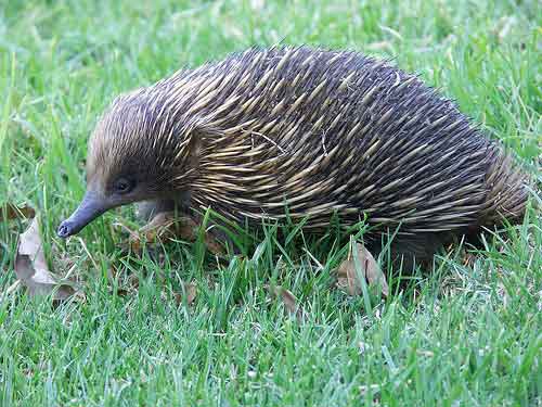 echidna with a shiny nose