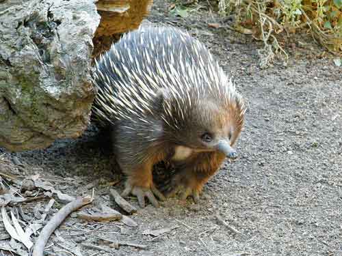 note the quills like a porcupine