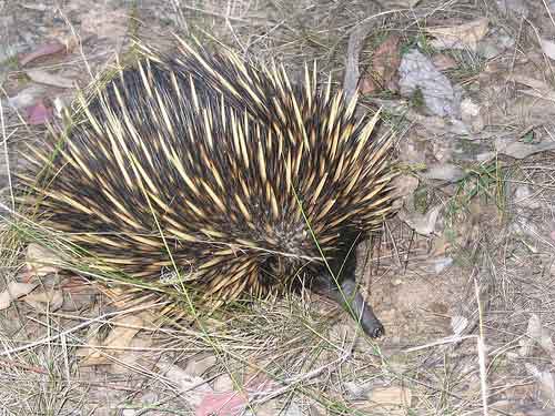 a closer look at the quills