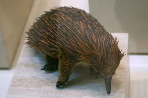 echidna with a shiny nose