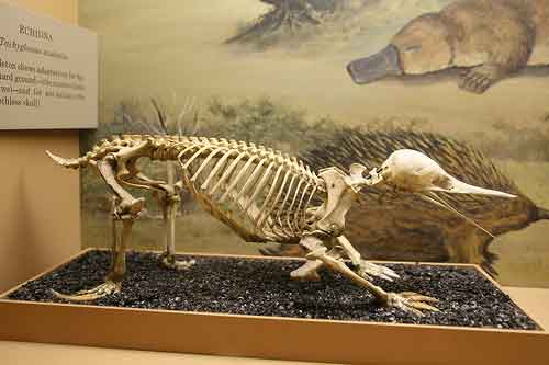 echidna skeleton