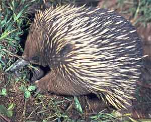 echidna with a long nose